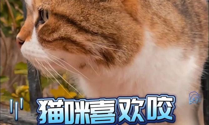 猫咪为什么会咬别人？（探究猫咪咬人行为的原因及解决方法）