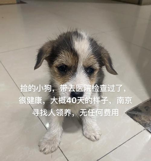领养狗狗的准备工作（为你的新家庭成员做好准备）