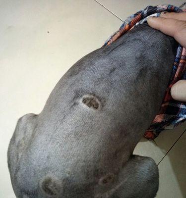 身上总长脓包的原因及治疗方法（了解脓包的成因和有效的治疗方法，让你远离皮肤问题的困扰）