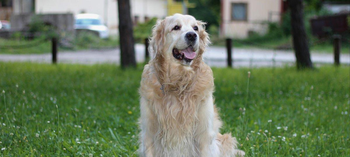 金毛寻回犬（忠诚、智慧、勇敢——拥有无限潜力的金毛寻回犬）