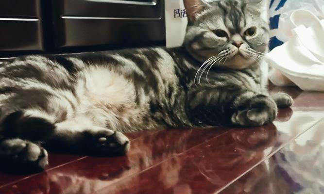 猫为什么不吃人？（探究猫不吃人的原因）