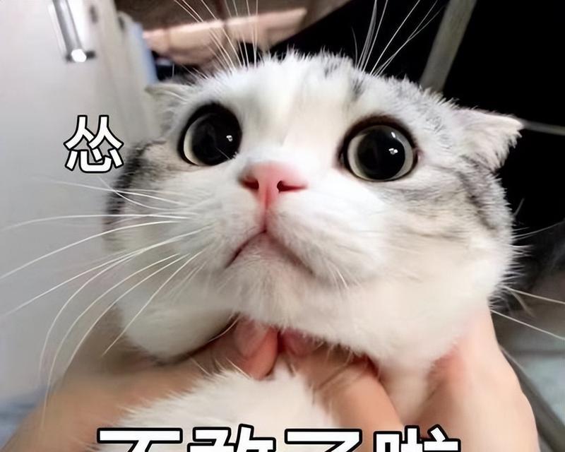 揭秘猫咪为何不怕人的原因（从亲近性、适应力到人类互动，为你解析猫咪胆大的秘密）