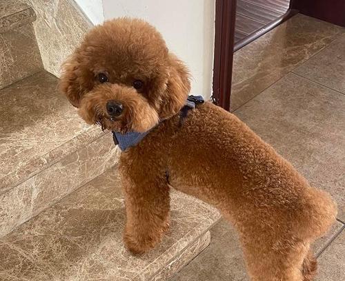 泰迪小狗为什么老夹尾巴？（揭秘泰迪犬夹尾巴的原因以及如何避免）