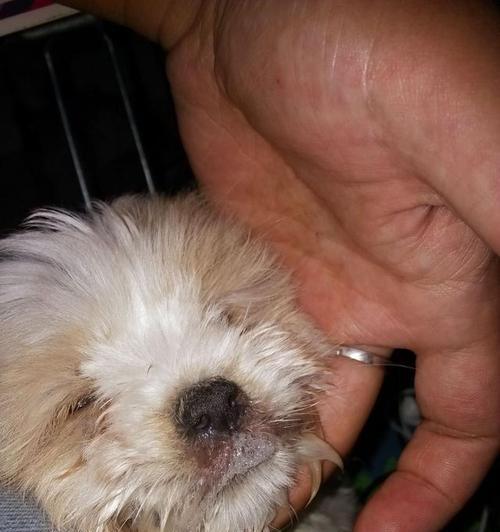 狗狗食欲不振怎么办？（解决狗狗吐食问题的有效方法）