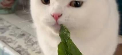 4个月大的猫咪可以吃什么蔬菜？（蔬菜对4个月大的猫咪的营养需求有哪些？）