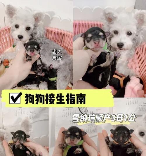 以雪纳瑞配种的注意事项（如何确保雪纳瑞配种的成功与健康）