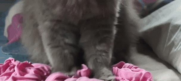 揭秘猫咪为什么给人踩奶的原因（探索猫咪踩奶行为的心理和生物学背后）
