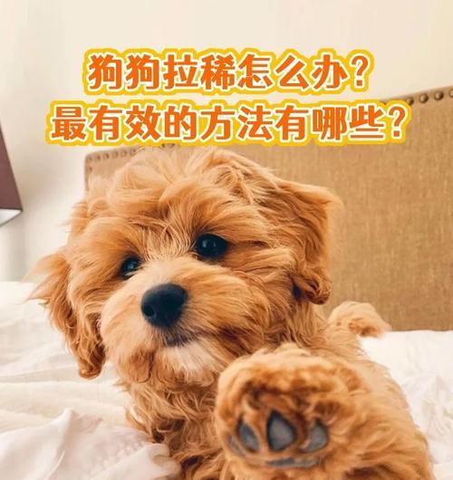 如何治疗狗狗因吃肉导致的腹泻？（肉食引发的狗狗腹泻的解决方案及相关药物推荐）