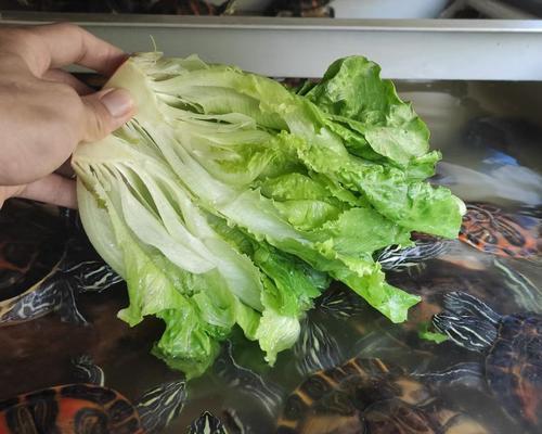 以巴西龟可以吃什么青菜？（巴西龟的饮食需求与青菜选择）