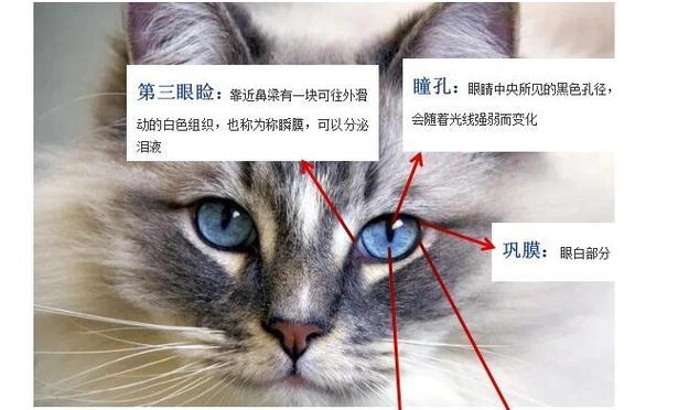 猫眼中的迷幻色彩（探寻猫眼中的神秘之美）