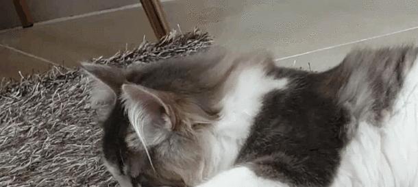 以猫吃什么会影响听力？（揭开猫咪听力秘密，）