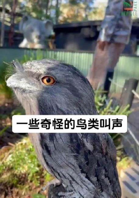 夜晚的鸟鸣之谜（揭秘夜晚鸟鸣背后的奥秘）