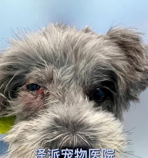 狗狗眼睛烂了——病症及治疗方法详解（狗狗眼睛烂了是什么病症？如何正确治疗？）