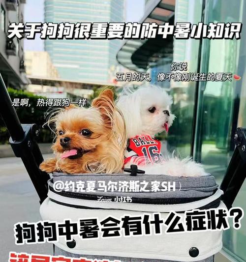 揭秘狗狗高钾病，警惕这些症状！（了解狗狗高钾病的关键，保护它的健康）