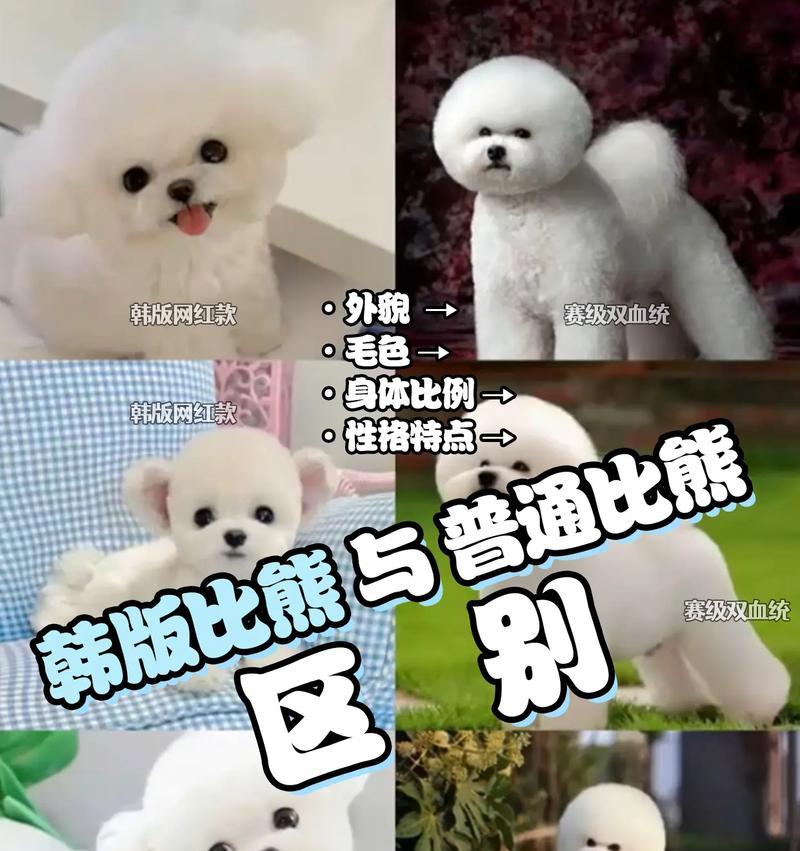 养比熊狗的注意事项（了解比熊狗与其他狗品种的区别，确保给予适宜的护理和培育）