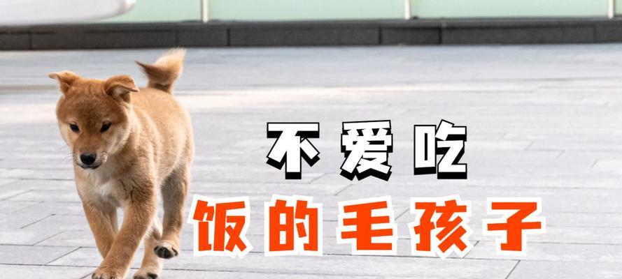 猫狗为什么挑食？（探索猫狗挑食的原因及解决方法）