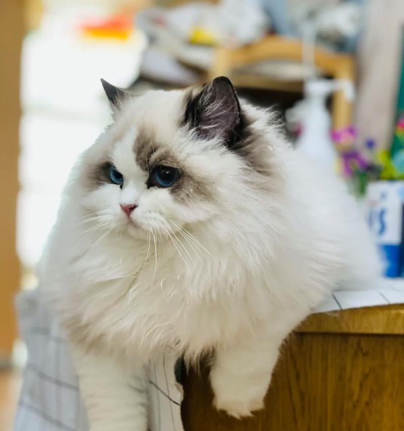 拥有一只猫的好处（为什么以猫的名字叫什么好处）