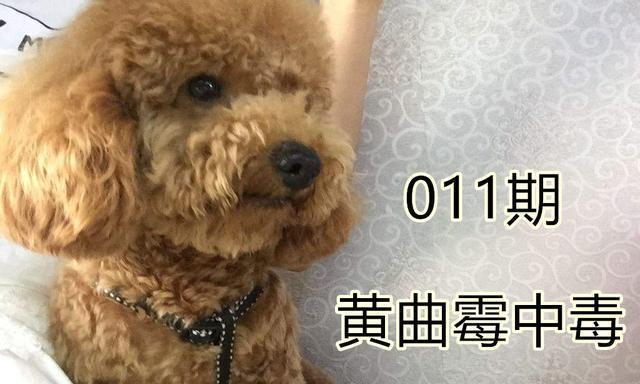 泰迪肾衰康复饮食指南（针对泰迪肾衰康复的营养摄入与饮食禁忌）
