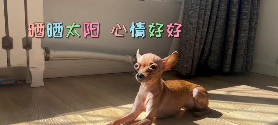 狗晒太阳的好处（探究狗为何喜欢晒太阳）