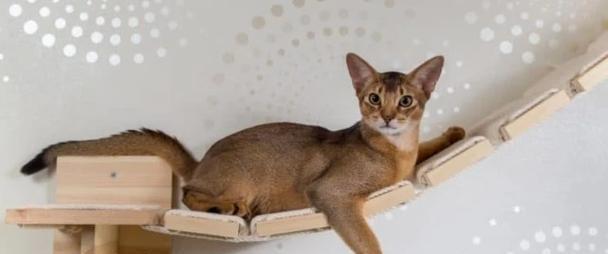 深夜的猫叫声何以扰人清梦（揭秘猫咪半夜嚎叫的原因与解决方法）