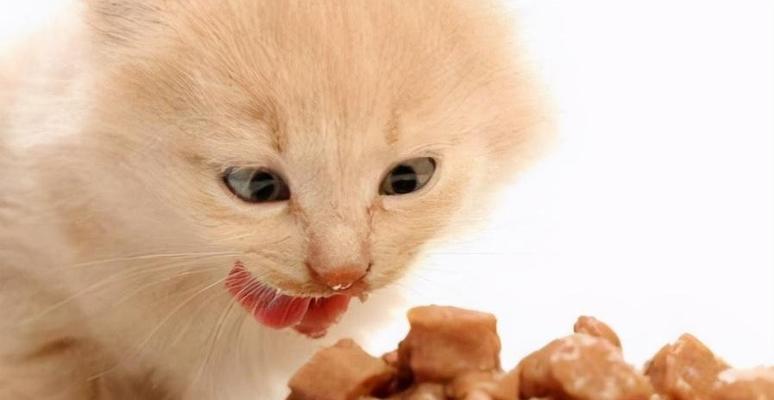 除了猫粮还可以吃什么？（多元化饮食，宠物猫的健康之道）