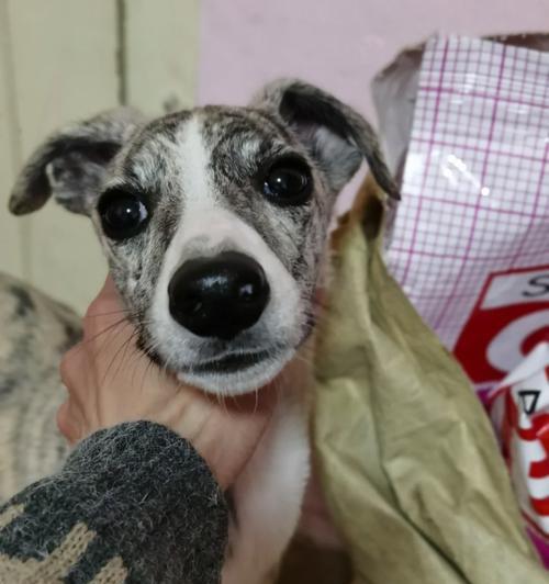 比特幼犬的饮食需求及注意事项（以比特幼犬吃什么为主题的饮食指南）