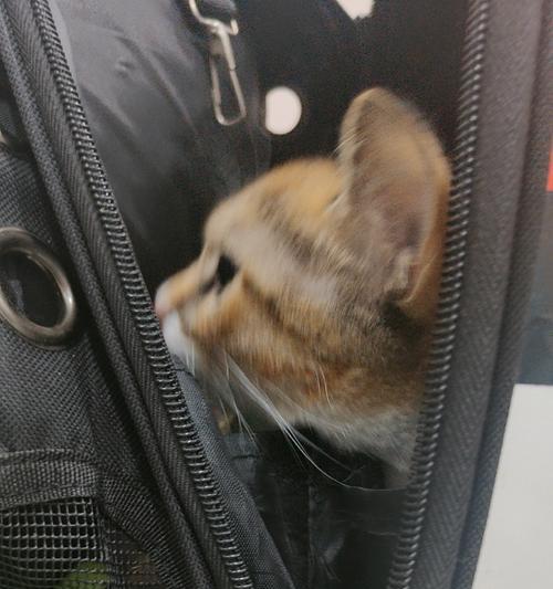 猫咪绝育的最佳时机（保障宠物健康与幸福，择时绝育更明智）