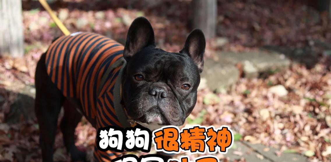 狗狗病好后如何合理用药（疾病康复后的用药注意事项及建议）