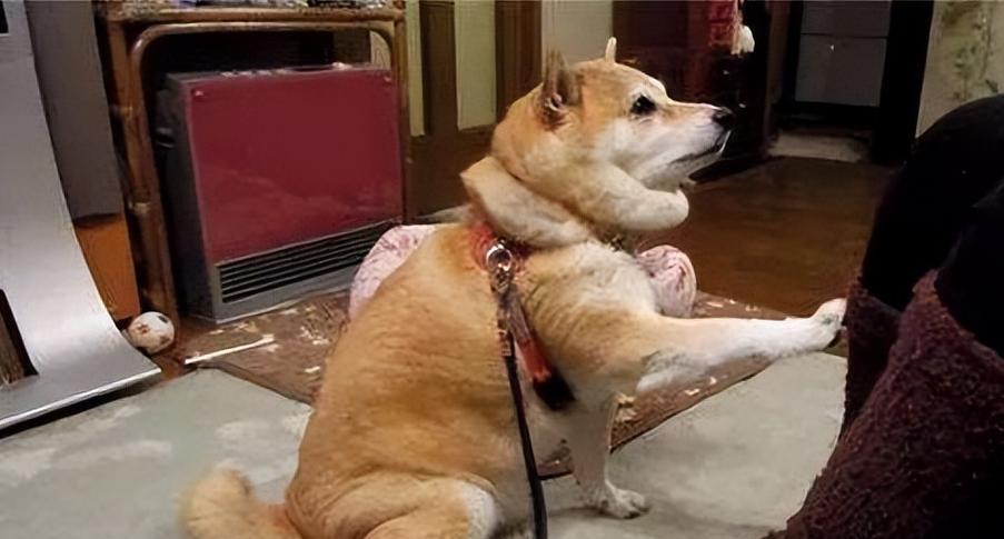 为什么以脚白的狗不好？（探究以脚白的狗的问题及原因）