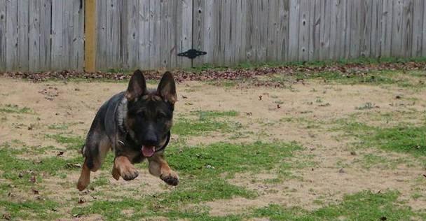 45天德牧犬饲养之营养需求探析（充足蛋白质摄入助力德牧犬健康成长）