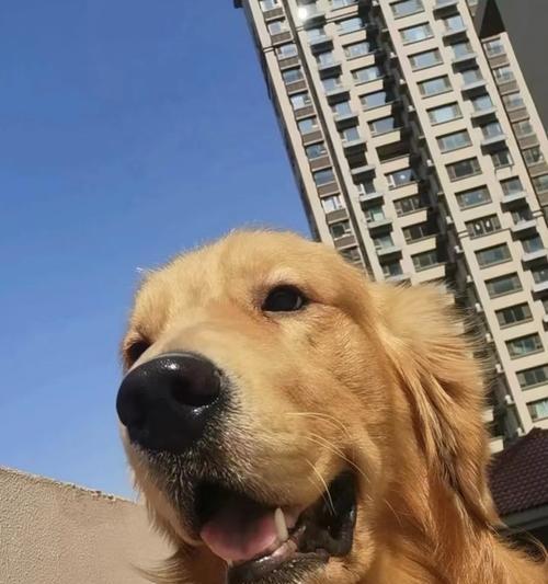 流浪狗的最爱美食之旅（了解流浪狗的饮食习惯，让他们找到真正的家园）
