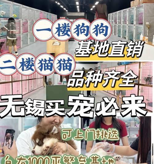 宠物店获得支持的条件及要求（为宠物店提供支持的条件和措施以及其重要性）