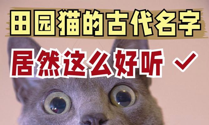 寻找一只好听的猫的名字（以猫为灵感取名，给它一个与众不同的名字）