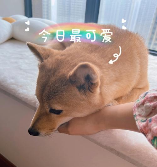 萨摩耶犬的撒手没之谜（揭秘撒手没行为的原因与意义）
