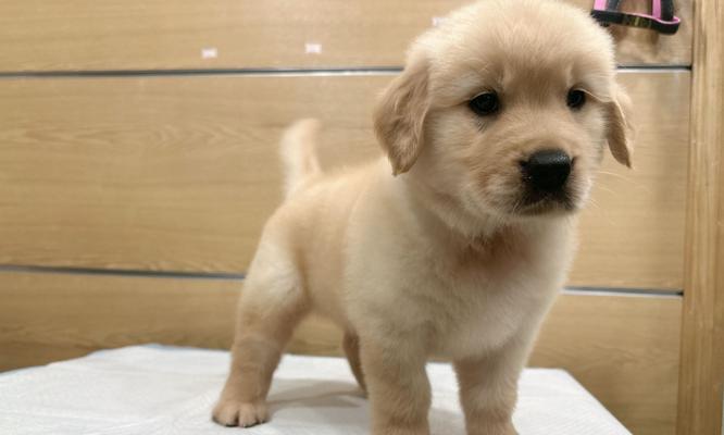 如何给金毛幼犬进行正确的疫苗接种？（金毛幼犬疫苗接种指南，帮助它健康成长！）