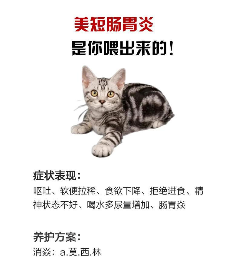 猫肠胃炎的饮食指南（科学搭配食物，帮助猫咪摆脱肠胃问题）