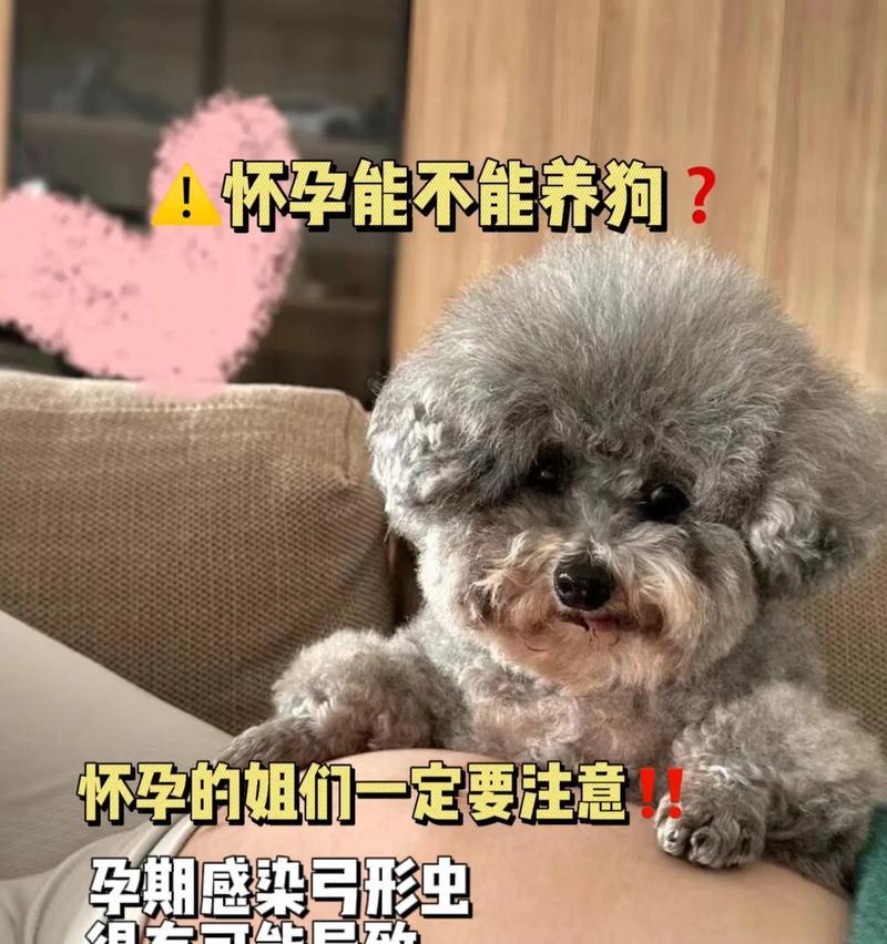 孕妇养狗的注意事项（为您和胎儿的健康着想）