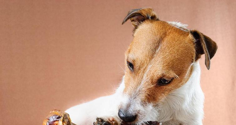 可爱萌犬吃骨头的真正含义（探寻萌犬对骨头的喜爱与表达）