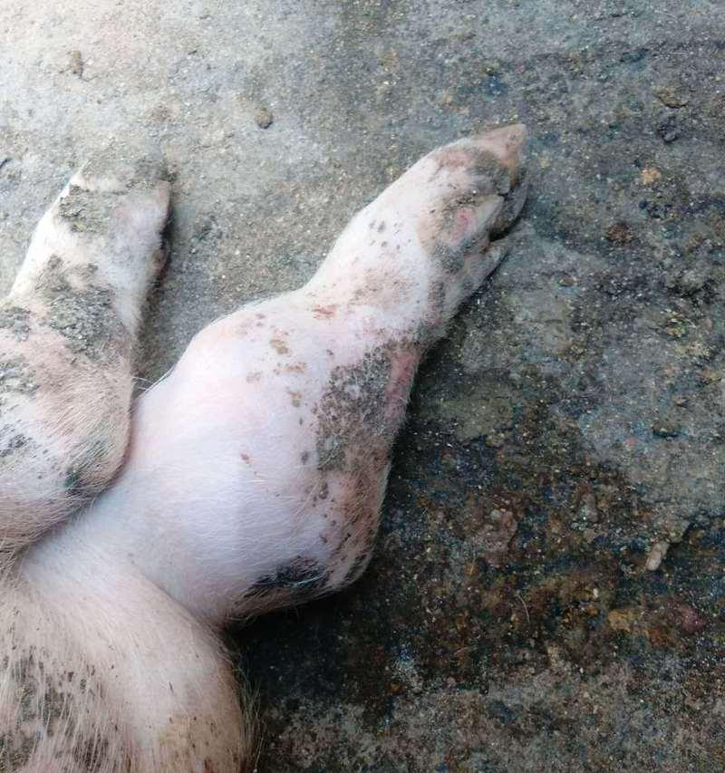 金毛犬腿瘸的原因与治疗方法（探究金毛犬腿瘸的常见原因，以及有效的治疗方法）