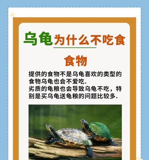 小乌龟的饮食乐园（丰富多样的美食让它开心成长）