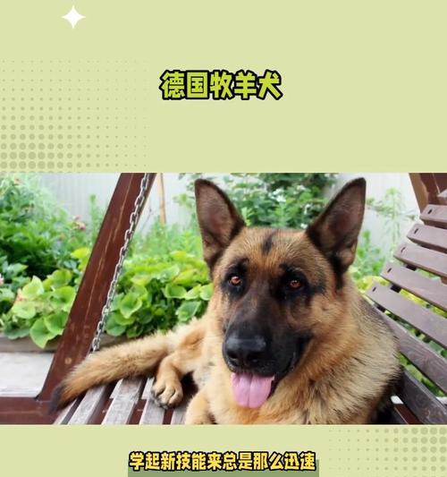 以德牧犬的饮食需求及喂养指南（了解德国牧羊犬的饮食习惯，健康快乐地喂养你的宠物犬）