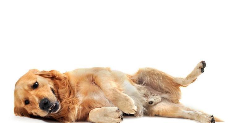 金毛犬的饮食与用药注意事项（不宜食用的食物和应避免使用的药品）