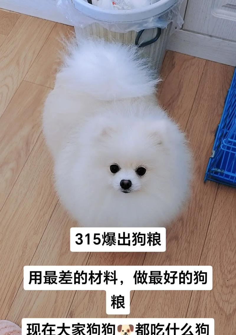 狗狗的最爱食物——满足你的毛茸伙伴的味蕾！（探索狗狗喜爱的口味，让你的宠物每餐都开心满足）