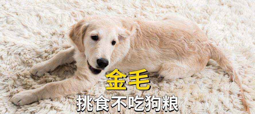 小泰迪为何不吃狗粮？（探究小泰迪对狗粮的厌恶原因）
