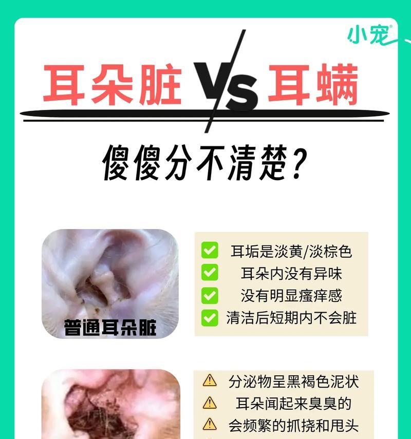 如何正确清理泰迪狗耳朵？（定期清理有助于保持泰迪狗耳朵健康）