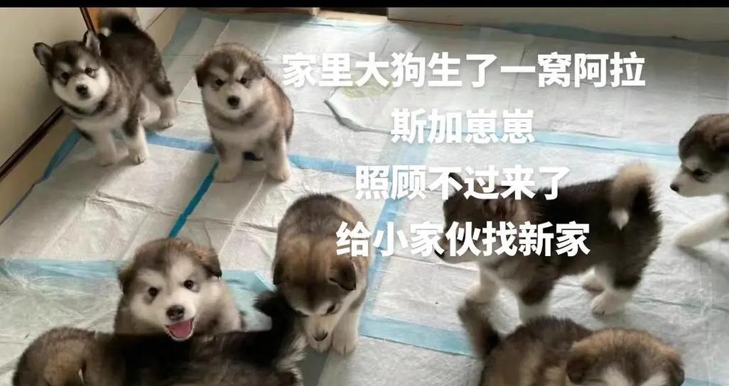 阿拉斯加驱虫（探究阿拉斯加的驱虫周期以及有效的驱虫方法）