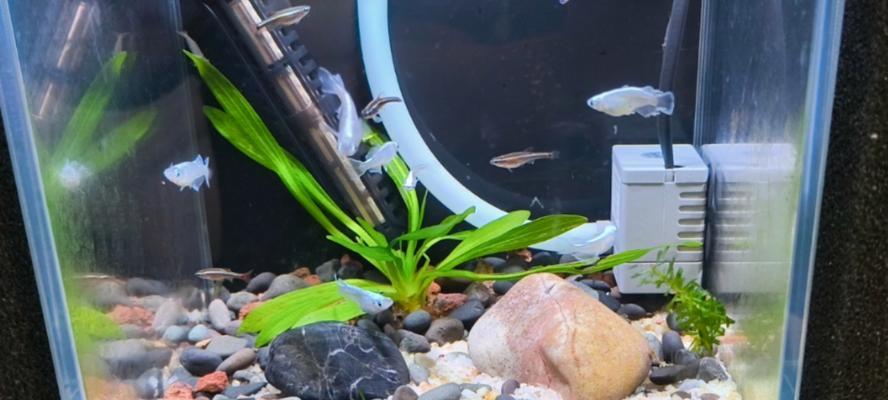 以新鱼新缸多久喂食（探究新鱼入缸后的适宜喂食时间）