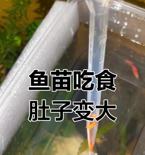 孔雀鱼不喂食的存活时间及原因分析（探索孔雀鱼不进食的生存之谜，揭示其生理适应能力）