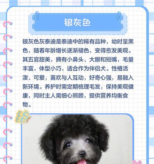 灰贵宾的变色过程解析（从黑到灰，灰贵宾的演变之路）