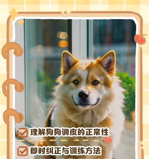 打骂不是教育方法，学会这5个技巧让狗狗听话